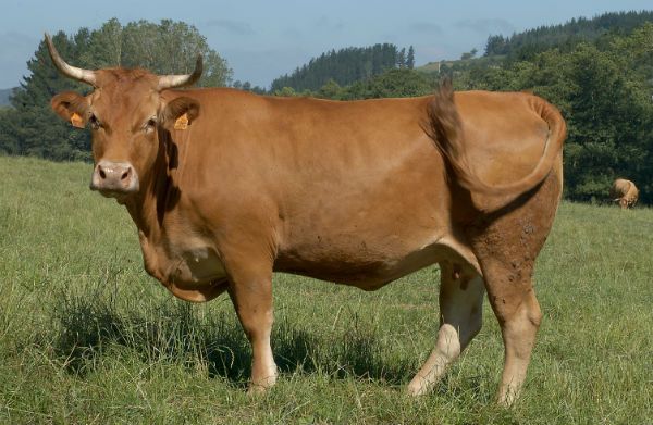 Rubia Gallega une viande recherchée que l'on servira au Protokol